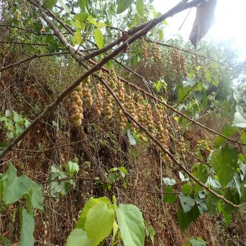 Alchornea Cordifolia